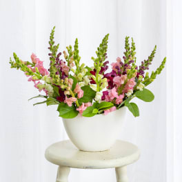 Pink and white snapdragons in a white vase