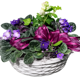 Purple flowers in a white woven basket with a magenta ribbon