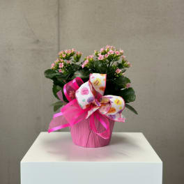Pink flowering plant in a pink pot with a decorative ribbon bow