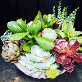 Arrangement of assorted succulents in a shallow white container