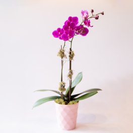 Pink orchid plant in a pink pot