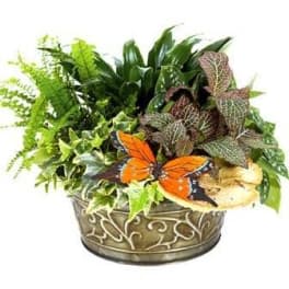 Assorted green potted plants in a decorative metal container with an orange butterfly accent.