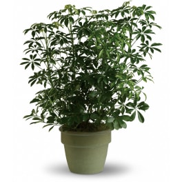 Tall green houseplant in a light green pot