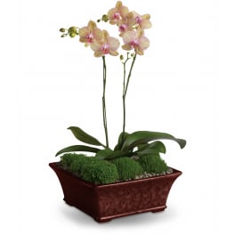 Potted phalaenopsis orchid with pale striped blooms in a rectangular dark red ceramic planter