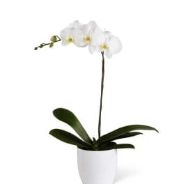 White orchid plant in a white pot