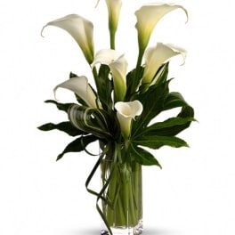 White calla lilies arranged in a clear glass vase with dark green leaves