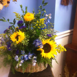Sunflower Fields