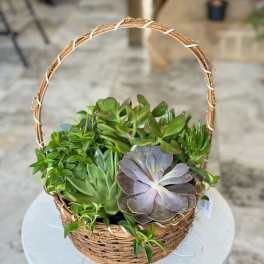 Basket of assorted succulents on a round table