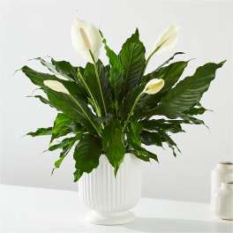 White peace lilies in a white ribbed vase