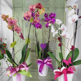Three potted orchid arrangements with pink, purple, and white blooms