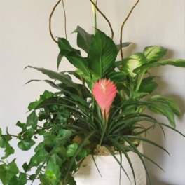 All in Bloom 50