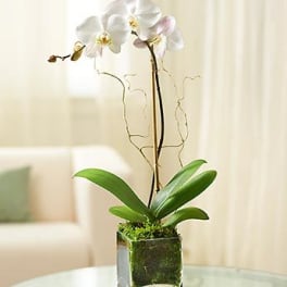 1 Stem White Phalaenopsis Orchid ALL2245
