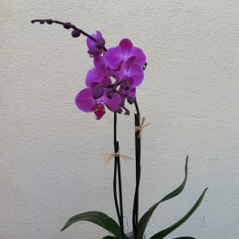 Purple orchid plant with arching blooms in a pot