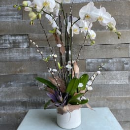 White orchid arrangement in a white textured pot