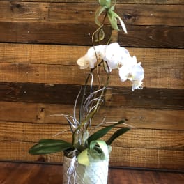 White orchid arrangement in a decorative pot with ribbon accents