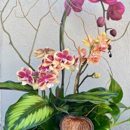 Colorful Orchid Garden