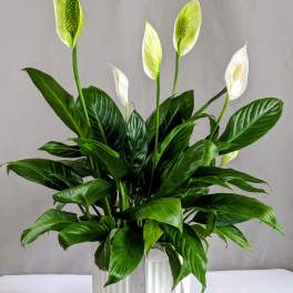 Comfort Planter Peace Lily - 6" Planter