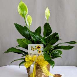 In Memory Peace Lily - 6" Planter