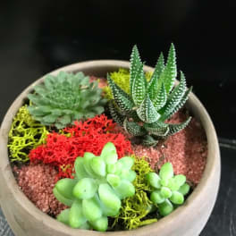 Potted succulent arrangement in a round beige planter