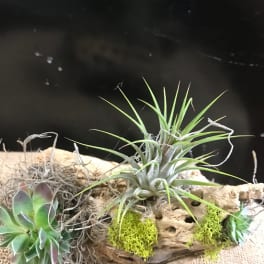 Succulent and air plant arrangement on driftwood with moss