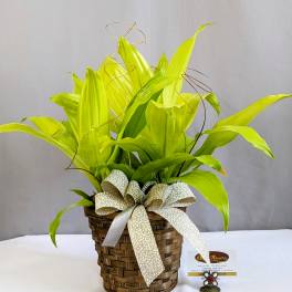 Stunning Dracaena - 6" Planter