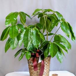 Stately Schefflera Plant - 8"
