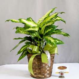 Distinct Dieffenbachia - 6" Planter