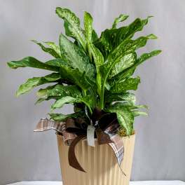 Distinct Dieffenbachia - 8" Planter