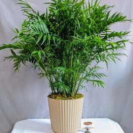 Bella Palm - 8" Planter