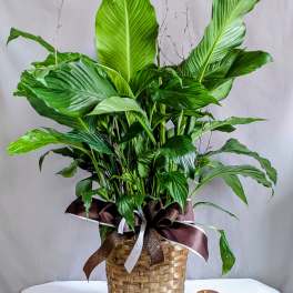 Elegant Peace Lily - 8" Planter