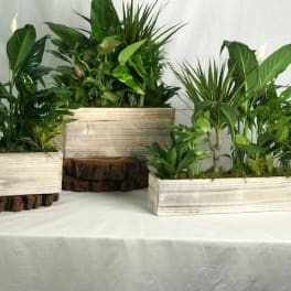 Three rectangular planters filled with green tropical plants on a table