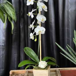 White orchid plant in a square wooden pot with a white rose