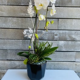 White orchid arrangement in a black vase with green accents