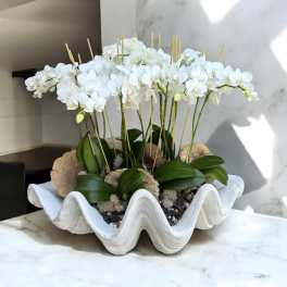 White orchids arranged in a wavy white planter