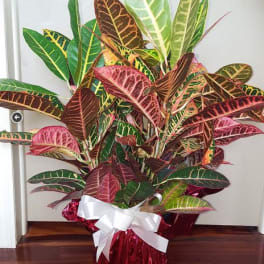 Potted croton plant with multicolored leaves in a red foil wrap and white bow