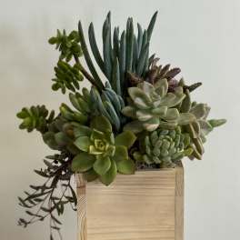 Succulent arrangement in a wooden box planter