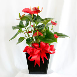 Potted anthurium plant with red blooms and a red ribbon bow