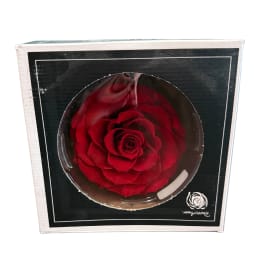 Preserved Red Rose