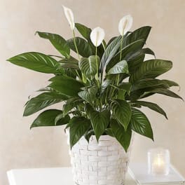 White peace lilies in a woven basket planter