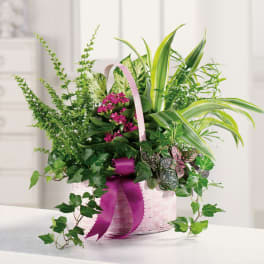Pink basket arrangement with green plants and magenta flowers