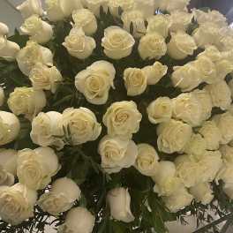Large bouquet of white roses with dark green foliage