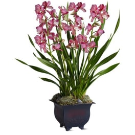 Tall pink orchid plant in a dark square pot with moss at the base