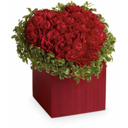 Compact red carnation arrangement with variegated foliage in a red cube vase