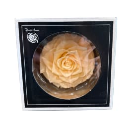 Cream Preserved Rose