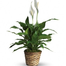 Potted peace lily plant with white blooms in a woven basket