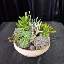 Mixed succulent arrangement in a shallow white bowl