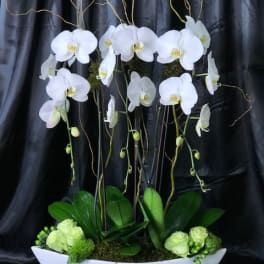 White orchids in a white boat-shaped planter with green accents