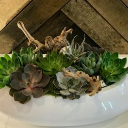 Succulent arrangement in a white oval planter with driftwood accents