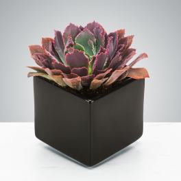 Purple and green succulent in a black square planter