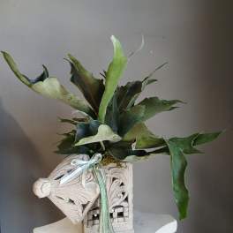 Potted staghorn fern in a decorative carved planter with ribbon